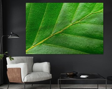 Beech tree leaf detail  by Sjoerd van der Wal Photography