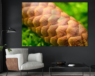 Tannenzapfen und grünes Moos auf dem Waldboden von Sjoerd van der Wal Fotografie