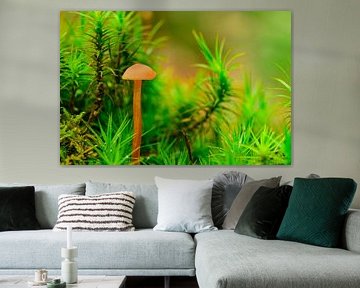 deceiver fungus growing with moss by Sjoerd van der Wal Photography