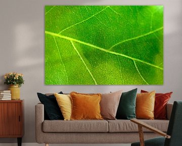 Beech tree leaf detail by Sjoerd van der Wal Photography