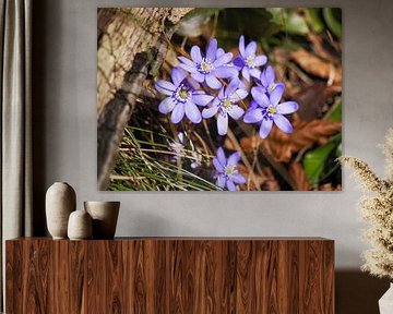 World of flowers in spring by Miriam Schwarzfischer Fotografie