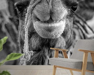 Close up van de kop van een kameel in zwart wit