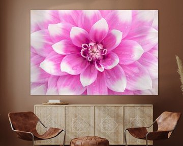 L'amour des dahlias Jean Marie sur Cindy Mulder