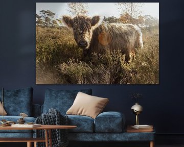 Galloway im goldenen Sonnenlicht von Geert Van Baelen