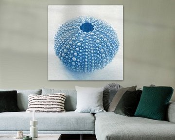 Seeigel von der Seite von Natasja Vugts