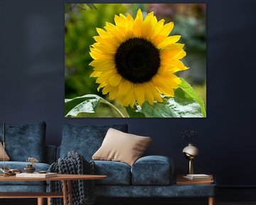 sunflower by ChrisWillemsen