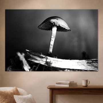 Mushroom - Paddestoel