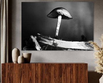 Mushroom - Paddestoel