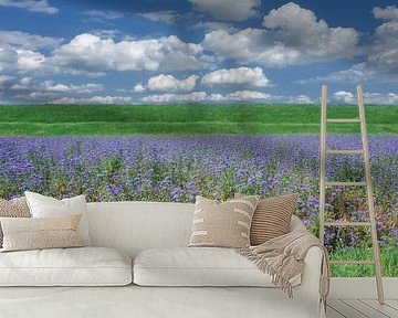 Phacelia tanacetifolia oder auch Büschelschön,Niederrhein