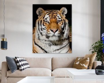 Un tigre impressionnant au zoo de Ouwehands