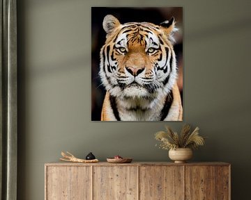 Le tigre mâle du zoo de Ouwehands