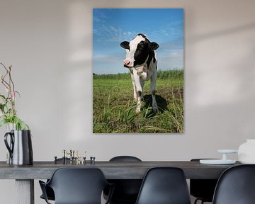 zwartbonte koe in een weiland van ChrisWillemsen