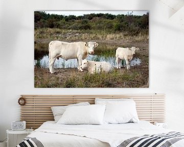 three cows or bulls in nature sur ChrisWillemsen