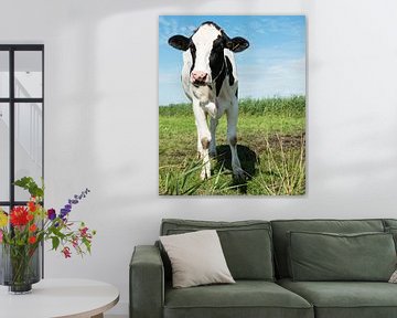 cow looking at camera van ChrisWillemsen