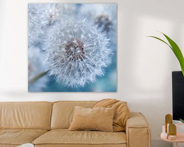 Pusteblume von Violetta Honkisz