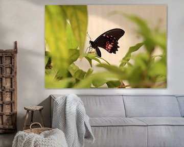 Ruby red swallowtail by Matthias Brix