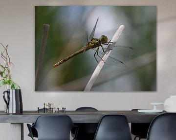 Waterjuffer van Matthias Brix