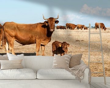 Cows in alentejo field van ChrisWillemsen