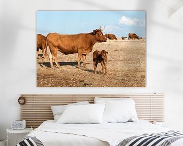 Cows in alentejo field van ChrisWillemsen