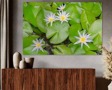 Water lilies in bloom on green water