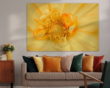 Liebe zu Dahlien's Nahaufnahme