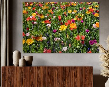 Beautiful colourful wildflowers