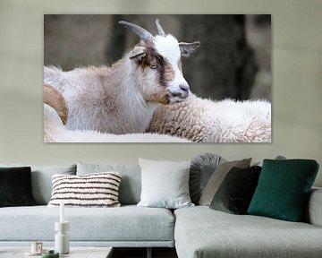 Westafrikanische Zwergziege von Sabrina de Vries