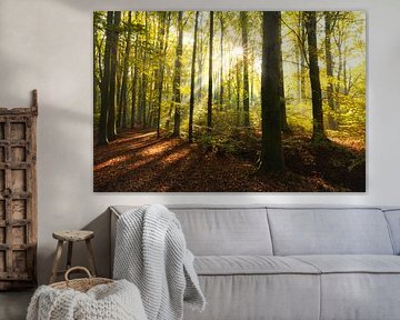 Autumn forest by Martien Hoogebeen Fotografie