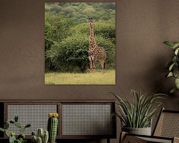 giraffe in south africa van ChrisWillemsen