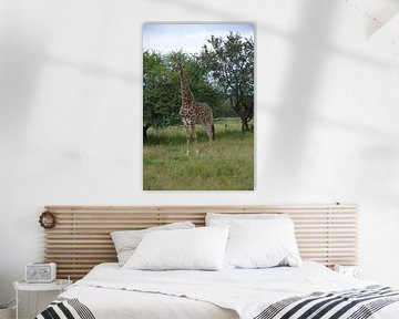 giraffe in south africa van ChrisWillemsen