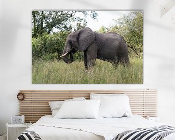 big elephant in kruger park van ChrisWillemsen