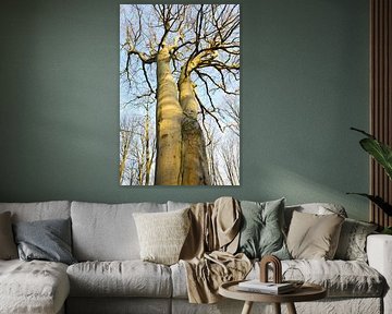 Giant trees by Detlef Georgi