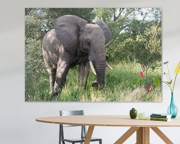 big elephant in kruger park von ChrisWillemsen