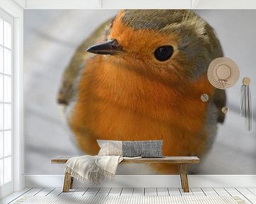 Roodborst (Erithacus rubecula)