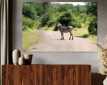 zebra in the kruger national reserve  van ChrisWillemsen