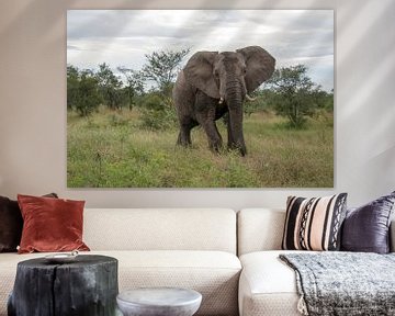 big elephant in kruger park sur ChrisWillemsen