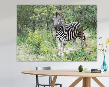 zebra in the kruger national reserve  van ChrisWillemsen