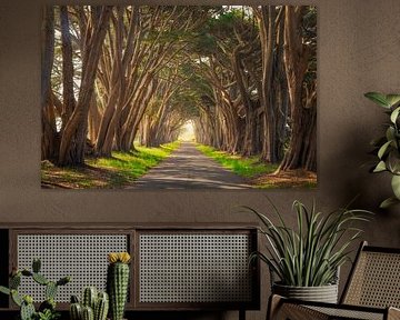 Point Reyes Cypress Tree Canopy Photo - California Fine Art Nature Photography by Daniel Forster