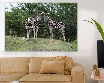 wild zebra in kruger national park van ChrisWillemsen