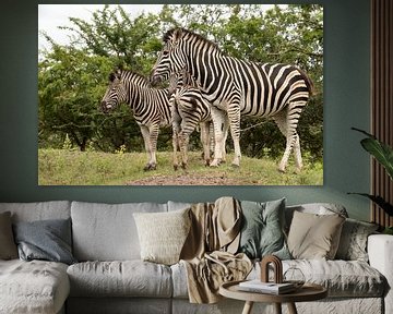 group of zebras  sur ChrisWillemsen