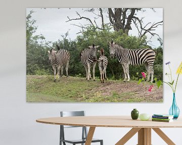 group of zebras  van ChrisWillemsen