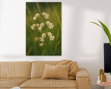 Blaassiline by Bert Quaedvlieg