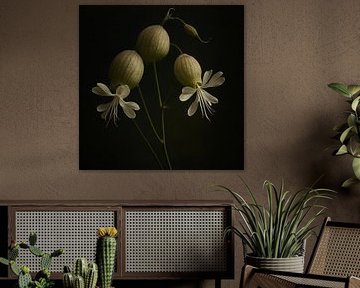 Blaassiline by Bert Quaedvlieg