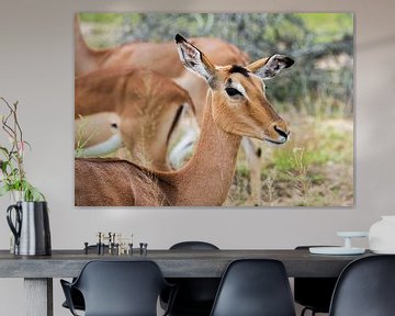 female impala sur ChrisWillemsen