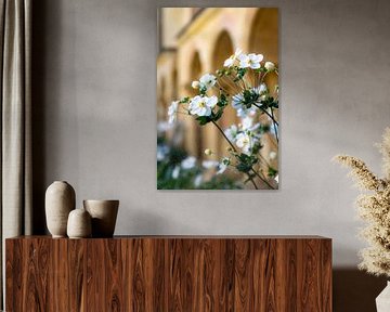 Witte bloemen van Daisy Renders