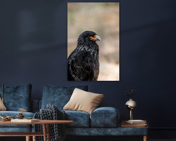 Predator in Profile Intense Gaze of the Hunter