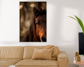 Horse's Eye in Glow Intense Peace in Picture