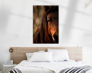 Horse's Eye in Focus Soft Gaze in Twilight