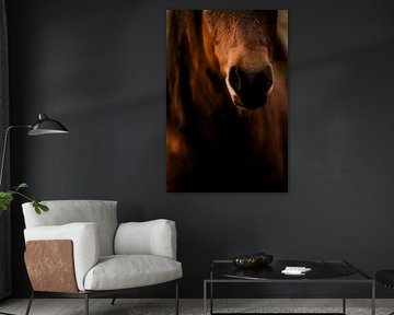 Horse in Detail Velvety Proximity