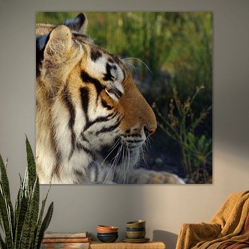 Tijger #pantheraafrica